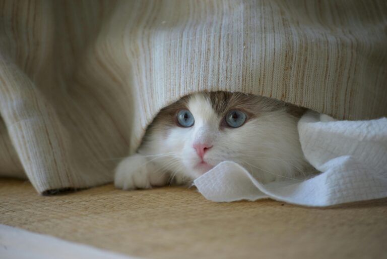 awkward cat