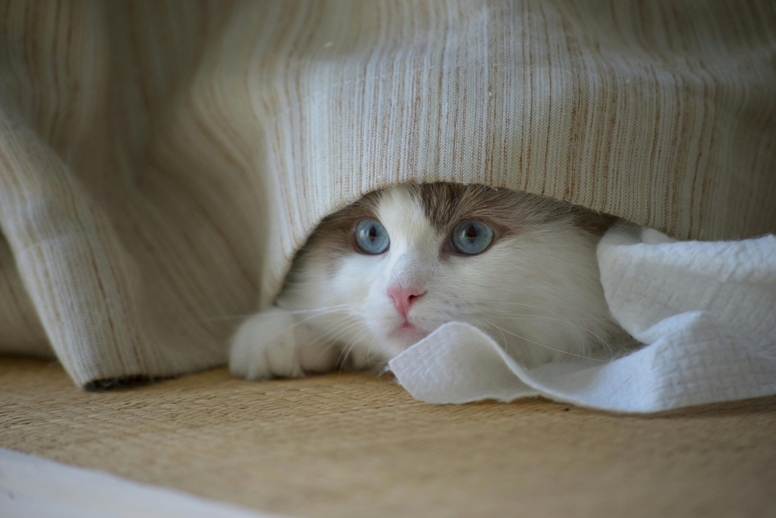 awkward cat
